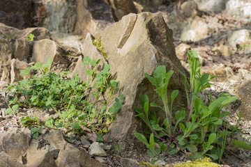 Plants on the stony slope. Grass on a stone. Alive and inanimate.