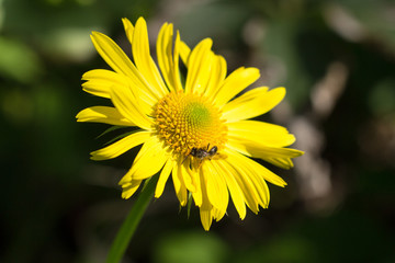 the bee collects the nectar on a yellow flower
