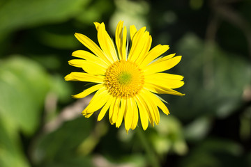 Obraz premium Yellow flower close-up on a green background