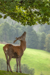 Fototapeta premium Wild