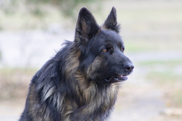 german shepherd