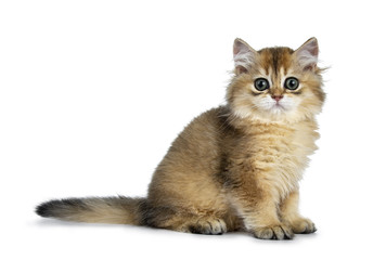 Excellent golden British Shorthair cat kitten sitting side ways, looking at lens with big green eyes, isolated on white background
