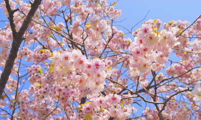 桜　春　素材