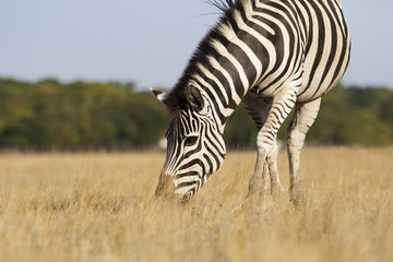 Zebra eat grass