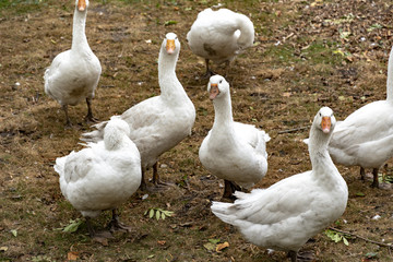 frei laufende G&auml;nse