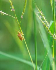 Rice stink bug on wildflower stalks!