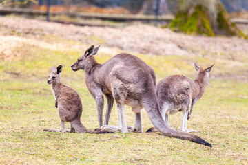 kangaroo family on grassland in a park © filmbildfabrik