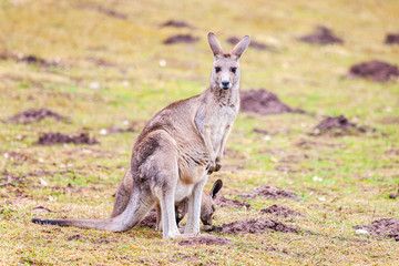 Naklejka na ściany i meble kangaroo family on grassland in a park