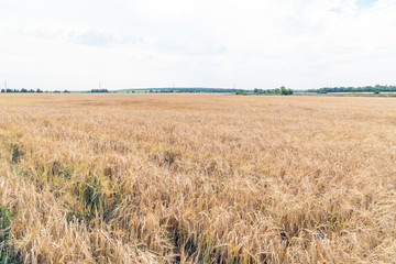 Field with wheat
