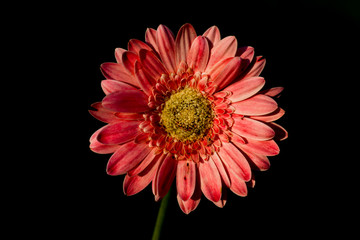 Close up of flower isolated on black color.