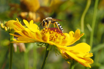Gelbbindige Furchenbiene (Halictus scabiosae)