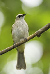Yellow-vented Bulbul - Pycnonotus goiavier, small perching bird from Indonesia forests and woodlands.