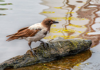Walk unusual colorful crows in the city Park of St. Petersburg.