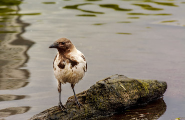 Walk unusual colorful crows in the city Park of St. Petersburg.
