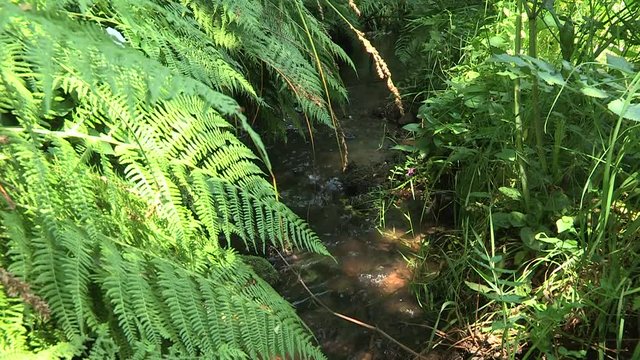 ruisseau en sous bois