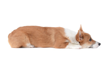 tired Pembroke welsh corgi puppy at rest isolated white background