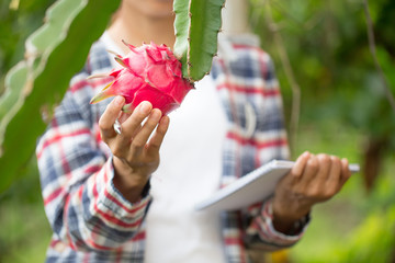 Young farmers are investigating and researching the disease of the dragon fruit is about to ripen.