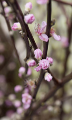 Fototapeta premium Kirschblüte