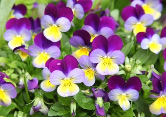 Foto auf Acrylglas Pansies Blumen von Viola cornuta