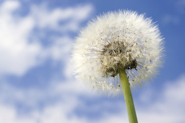 Pusteblume vor blauem Himmel