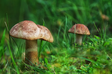 Beautiful mushroom in the forest.  Natural composition
