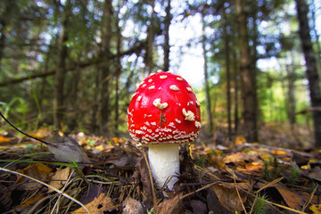 Beautiful mushroom in the forest. Amanita Muscaria, poisonous mushroom. Natural composition
