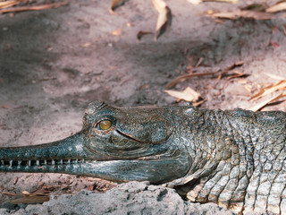 Crocodile Eyes and Teeth