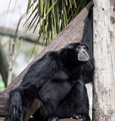 Siamang Gibbon Monkey sitting alone in Captivity