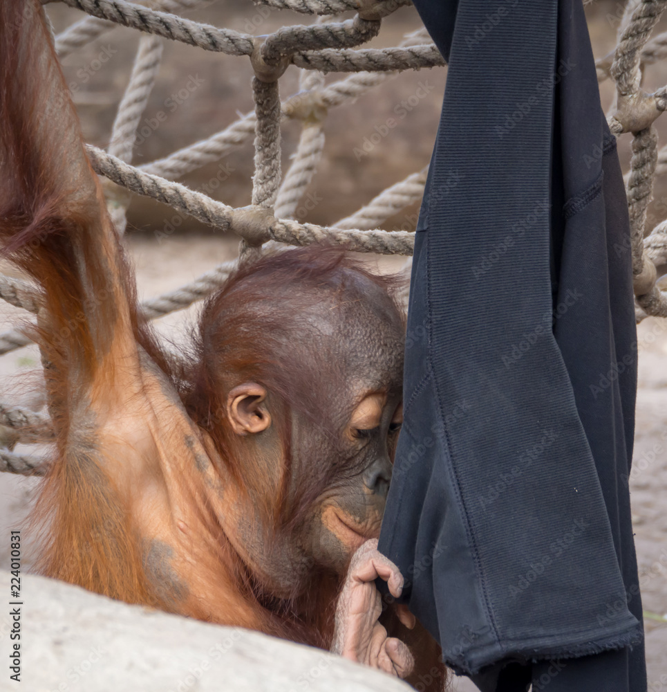 Poster young orangutan looking at apparel