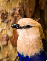 Blue-bellied Roller bird Closeup Face Eyes