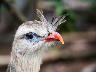 Red-legged Seriema bird