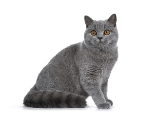 Handsome young solid blue British Shorthair cat sitting side ways with tail beside body, looking straight at lens with orange eyes, isolated on white background