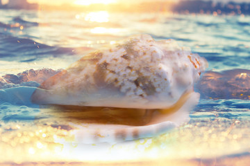 seashell nautilus on sea beach under sunset sun light, double exposure effect