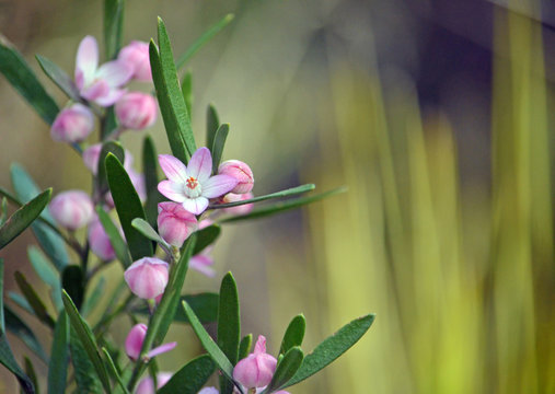 Australian native Pink Waxflower, Eriostemon australasius, family Rutaceae, Uloola track, Royal National Park, Sydney, NSW, Australia