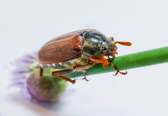 Beetle cockchafer 6