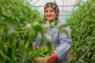 Female farmer harvesting green pepper in greenhouse