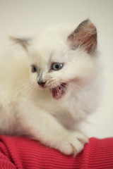 cute fluffy white kitten
