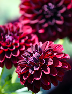 variety  of chrysanthemum fidalgo blacky asteraceae plant, three large dark purple flower with pinkish and whitish spot,  foliage of the plant in the background, a sunny autumn day,