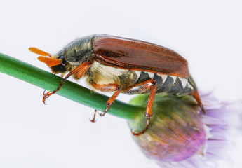 Beetle cockchafer 4