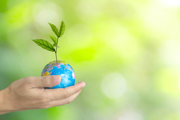 Planting tree on globe in hand , Environment conservation on green background