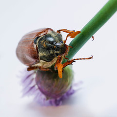 Beetle cockchafer 3