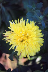yellow flower of dandelion on black background