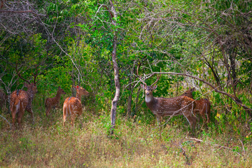 a group of wild reindeer
