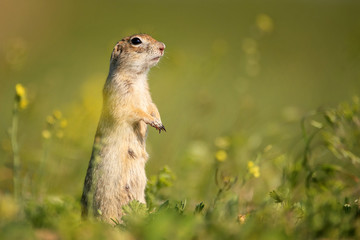 Naklejka na ściany i meble Female Ground squirrel (Spermophilus pygmaeus) standing in the grass