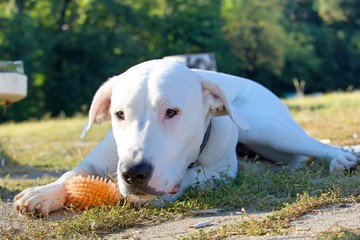 Dogoargentino puppy plays with a ball in the park