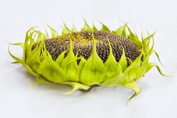 Sunflower with ripe seeds isolated on white background