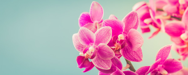 Pink Phalaenopsis or Moth dendrobium Orchid flowers over blue. Floral background. Greeting card...