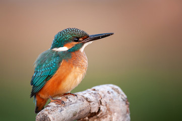 Common Kingfisher sitting on a beautiful background. Alcedo atthis