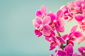Greeting card concept design with Pink Phalaenopsis or Moth dendrobium Orchid flowers over blue. Floral background with copy space for text. Selective focus