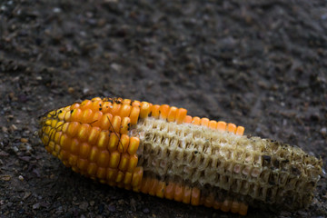 Corn falls along the way in rainy season